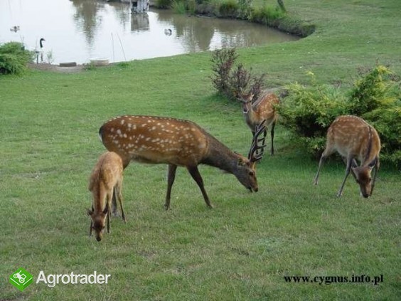 Jelenie sika - zdjęcie 5