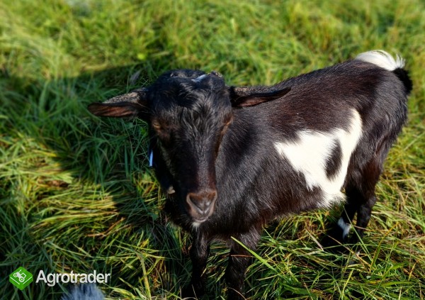 sprzedam pięknego capa - zdjęcie 2