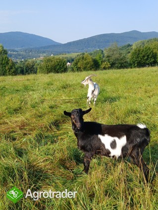 Sprzedam pięknego capa