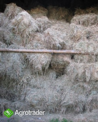 sprzedam siano - zdjęcie 1