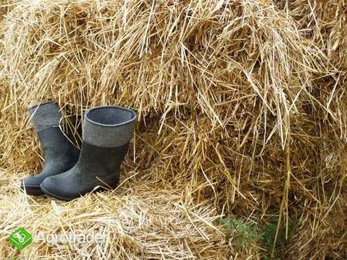 Sprzedam słomę owsianą i pszenną