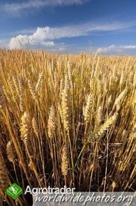 kupię każde zboże paszowe - zdjęcie 1