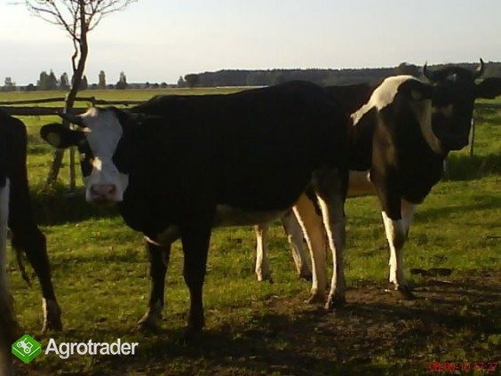 sprzedam - zdjęcie 4