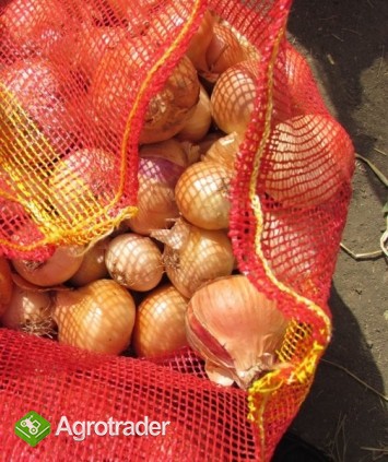 cebula z Egiptu - zdjęcie 2
