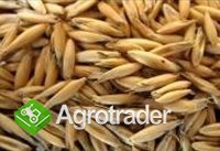 Cereals from Ukraine - zdjęcie 3