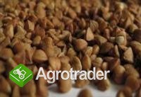 Cereals from Ukraine - zdjęcie 3