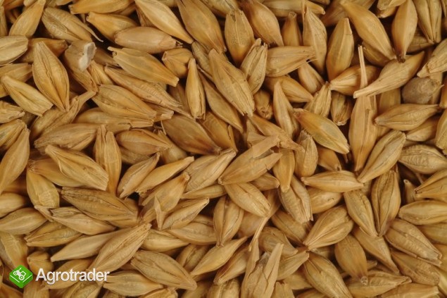 Cereals from Ukraine - zdjęcie 1