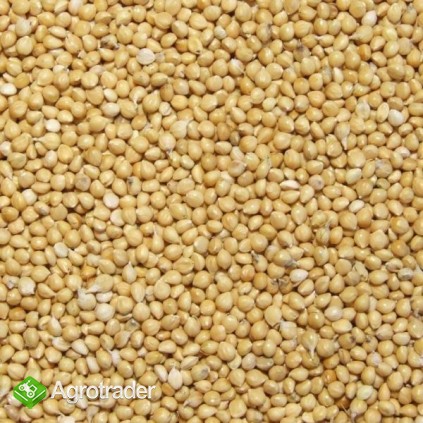 Cereals from Ukraine - zdjęcie 4