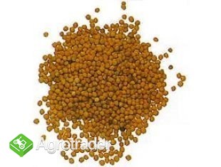 SPRZEDAM GORCZYCE, GORCZYCA