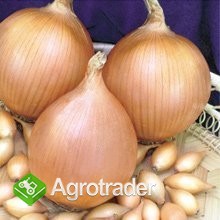 Dymka Cebuli Nasiona Cebuli Sadzeniaki Ziemniaka - zdjęcie 2