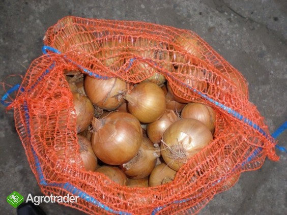 Zwiebel - zdjęcie 2